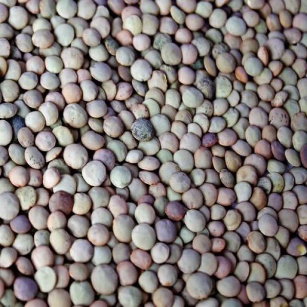 Lentilha Castelhana, 1 kg